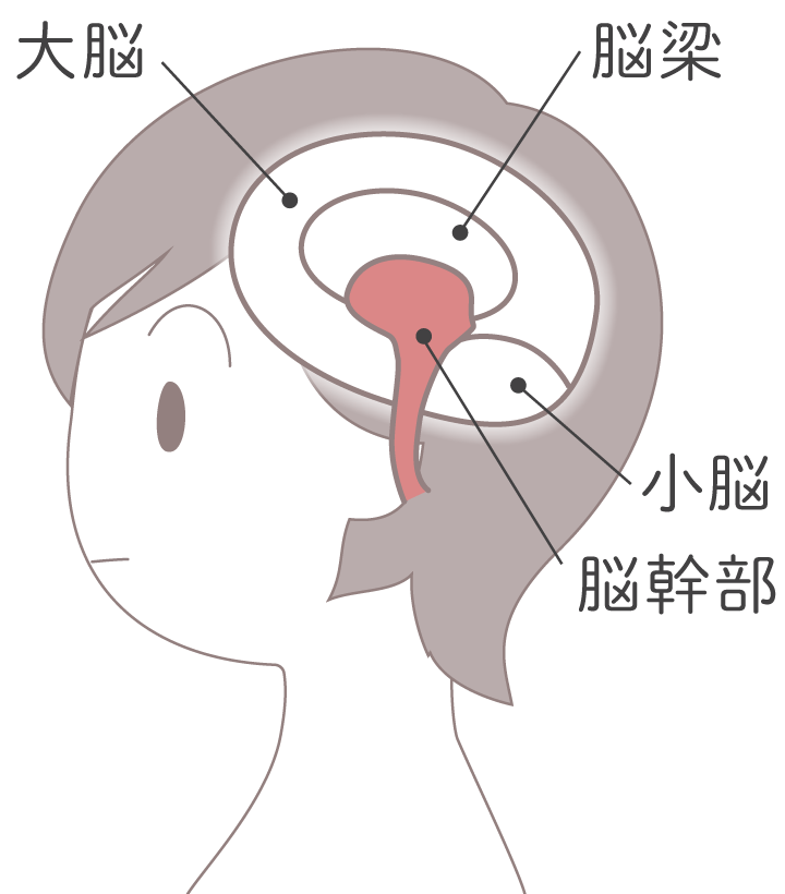 新生児期のレム睡眠の役割