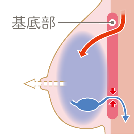 こってかたくなった基底部