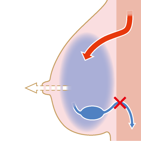直立二足歩行をする人間のおっぱい
