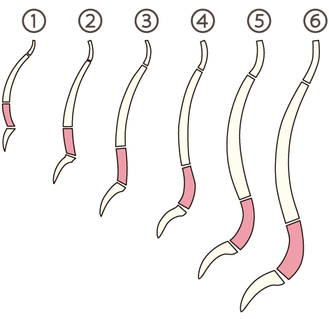 腰椎前彎はこのようにできる