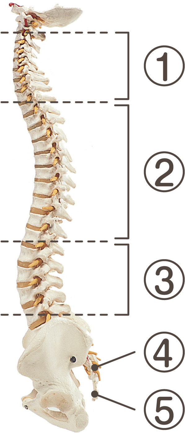 きれいなS字状の背骨2
