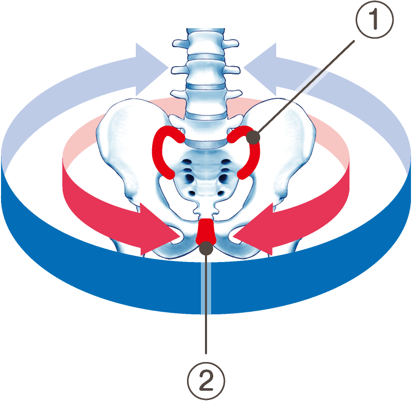 ダブル巻きで骨盤全体を支える