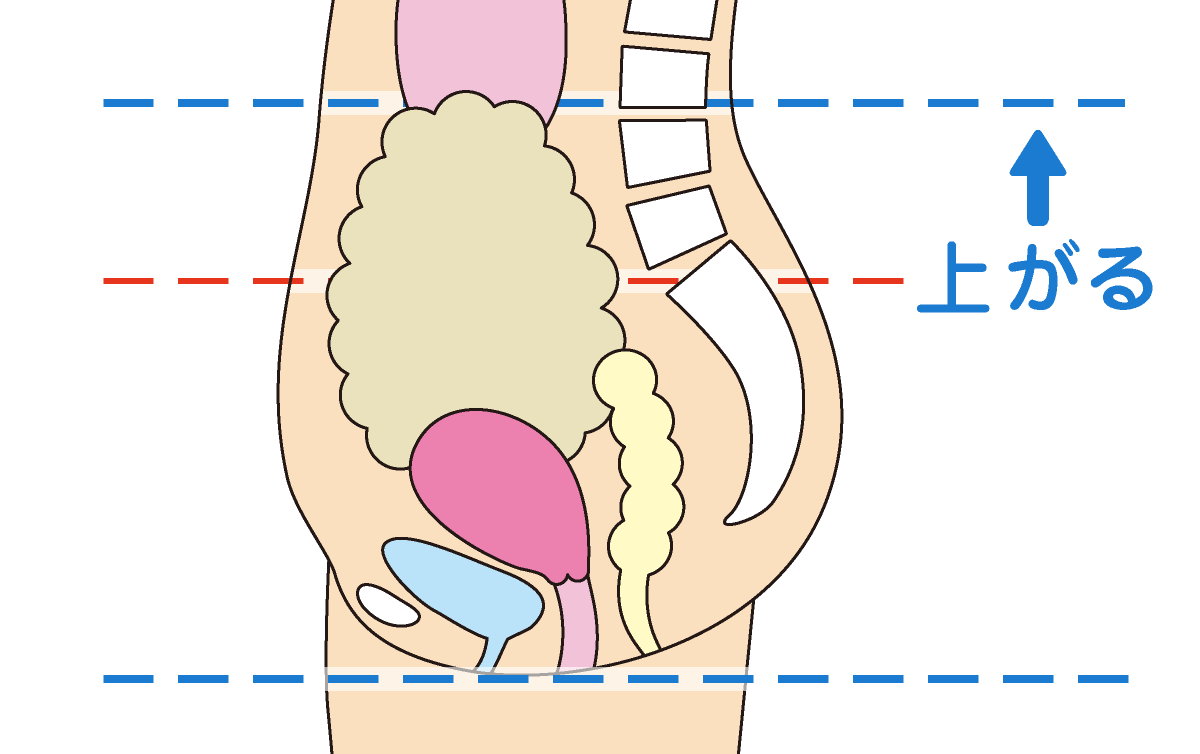 内臓が下がらない