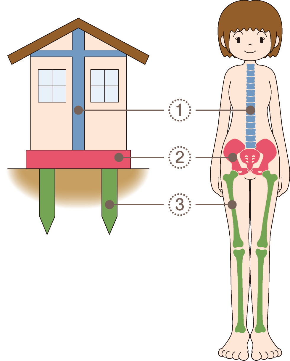 骨盤は体の土台
