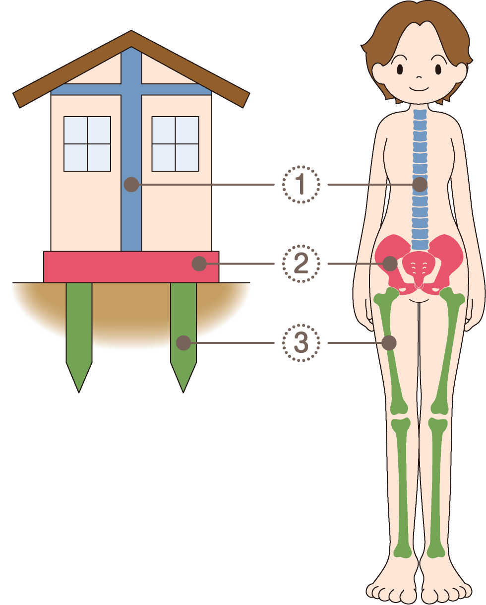 骨盤は体の土台