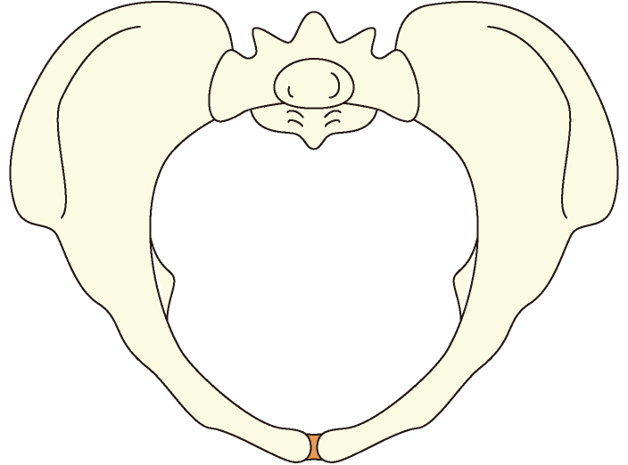 女性類人猿骨盤