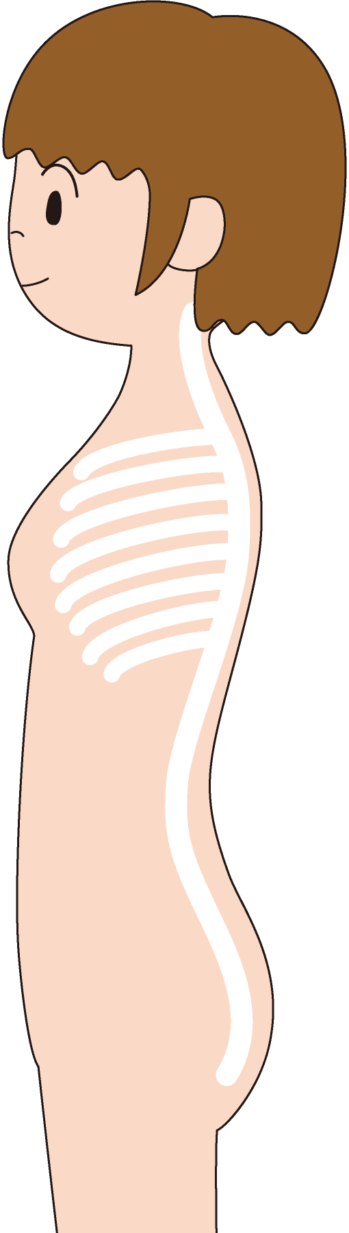 横から見た人間の背骨
